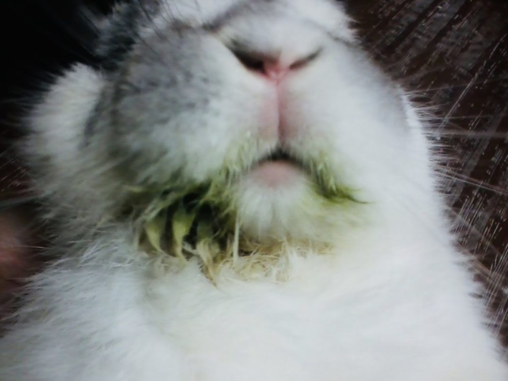 What Does Droolinggreen Chin Mean The Bunny Bunch